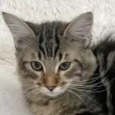 サイベリアン【群馬県・男の子・2025年4月30日・ブラッククラッシックタビー】の写真5