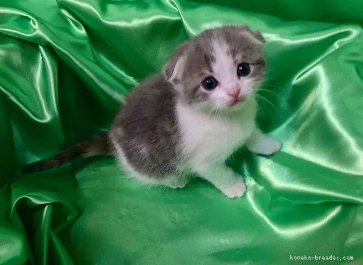 ID:1703-00586の子猫