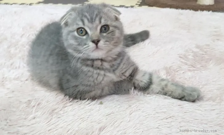 ID:2006-00956の子猫