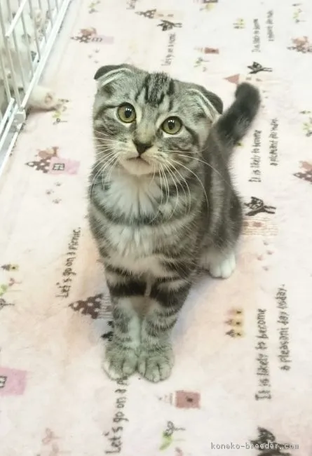 ID:1707-01267の子猫