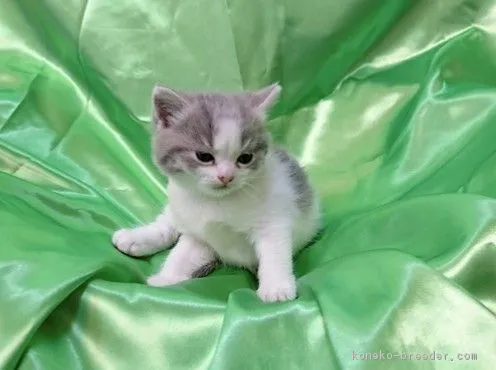 ID:1807-01100の子猫