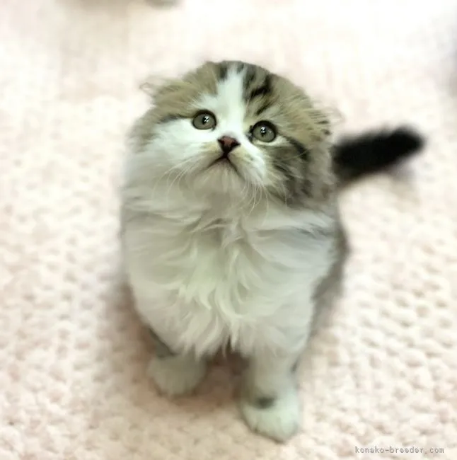 ID：2103-01712の子猫