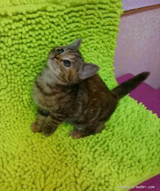 ID:1512-00347の子猫