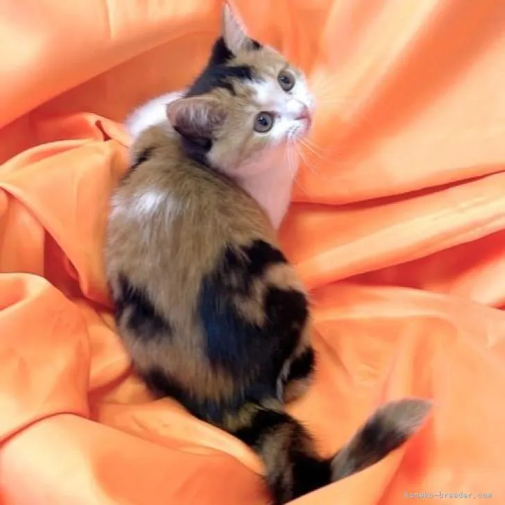 ID:2302-00557の子猫