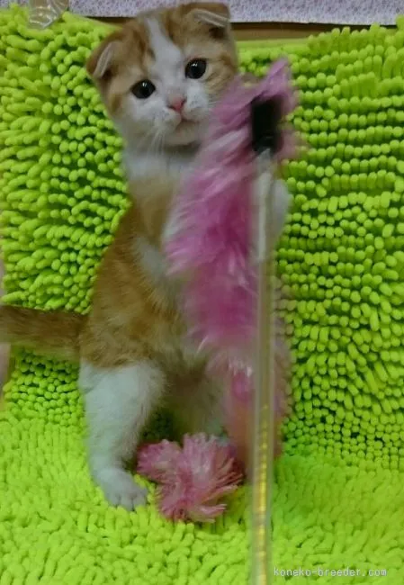 ID:1601-00090の子猫
