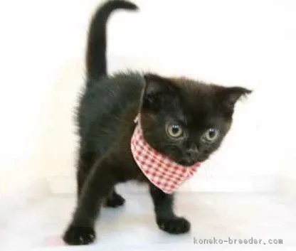 ID：1808-01184の子猫