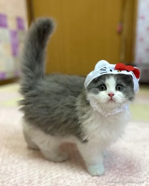 ID：2103-01711の子猫