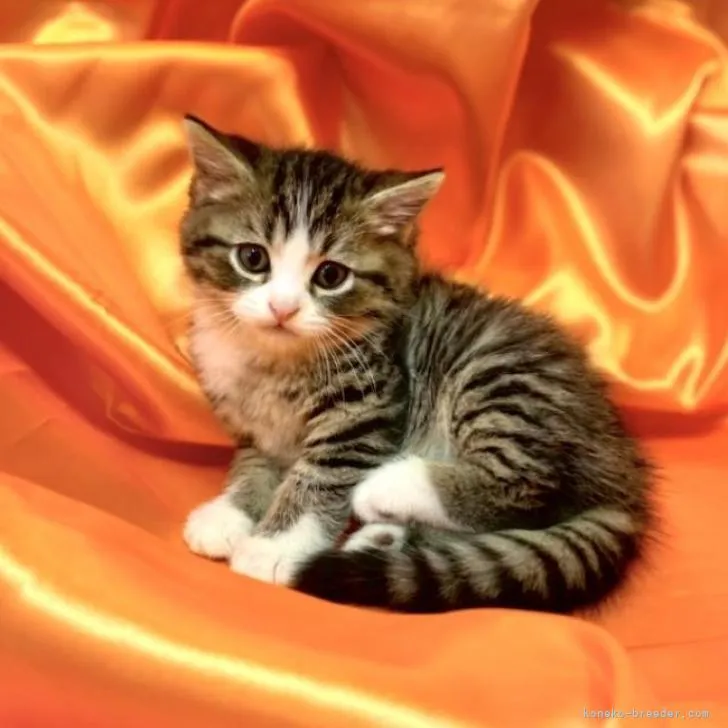 ID:2206-02042の子猫