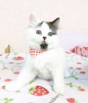 スコティッシュフォールド(立ち耳)【福岡県・男の子・2018年7月1日・ブラックホワイト】の写真「かまってかまって王子様(#^.^#)」