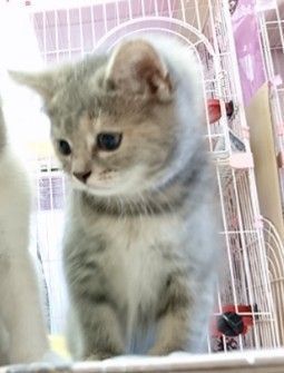 スコティッシュフォールド(立ち耳)【福岡県・女の子・2018年6月18日・ブルークリーム】の写真「ツンデレお姫様(*^^*)」