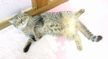 スコティッシュフォールド(折れ耳)【福岡県・女の子・2018年1月18日・ブラウンタビー】の写真「マイペースお姫様(*´∀｀)  ワクチン２回済」
