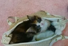 ノルウェージャンフォレストキャット【福岡県・女の子・2016年6月28日・キャリコ】の写真1