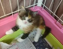 ノルウェージャンフォレストキャット【福岡県・女の子・2016年6月28日・キャリコ】の写真2