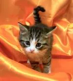 スコティッシュフォールド(立ち耳)【福岡県・男の子・2022年4月27日・ブラウンタビーホワイト】の写真4