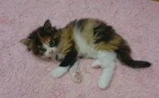 ノルウェージャンフォレストキャット【福岡県・女の子・2016年6月28日・キャリコ】の写真5