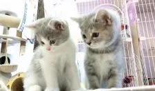 スコティッシュフォールド(立ち耳)【福岡県・女の子・2018年6月18日・ブルークリーム】の写真5