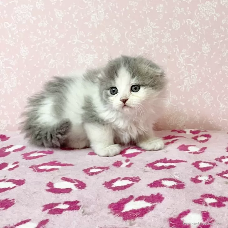 S.K 様のお迎えした子猫