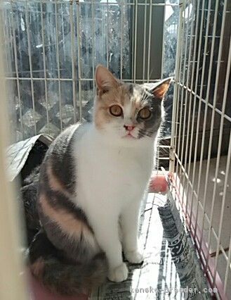 ブリティッシュショートヘア 群馬県 女の子 16年7月1日 ダイリュートキャリコ 大人 のような仔猫のようなちょっとビビリ屋さんです みんなの子猫ブリーダー 子猫id 1703 ブリティッシュショートヘア 群馬県 女の子 16年7月1日 ダイリュートキャリコ 大人 のような仔猫のようなちょっとビビリ屋さんです みんなの子猫ブリーダー 子猫id 1703
