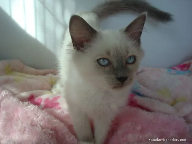 ID：1509-00211の子猫