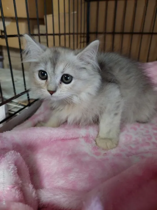 ID:2109-01753の子猫