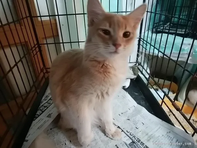 ID：1707-01234の子猫