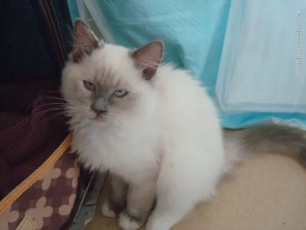 ID：1509-00535の子猫