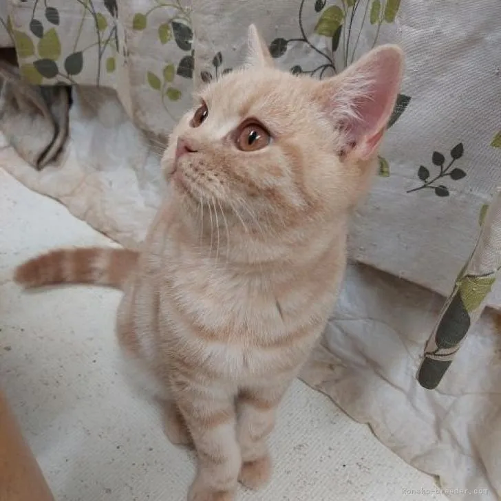 ID：2208-00716の子猫