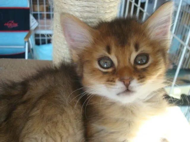 ID：1501-00248の子猫