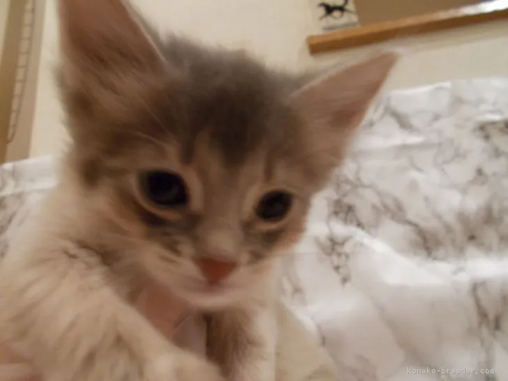 ID：1702-00282の子猫