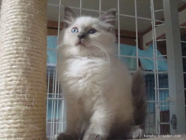 ID：1509-00358の子猫