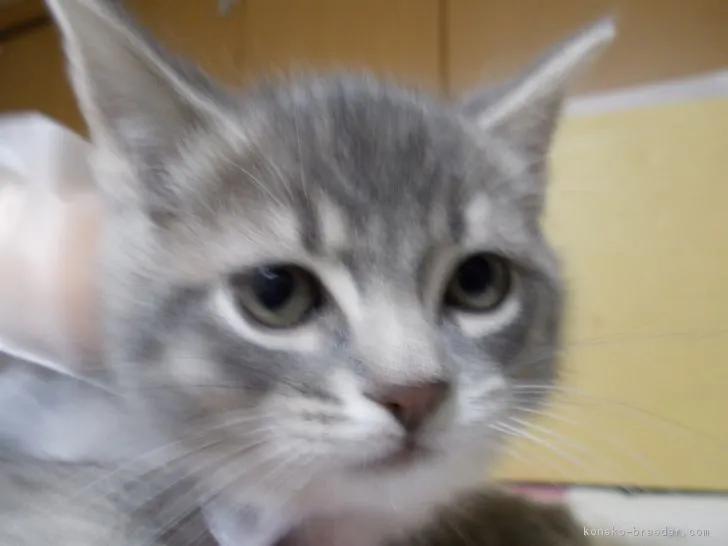 ID：1702-00283の子猫