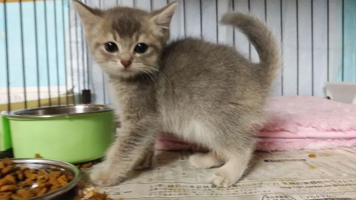 ID:2006-00143の子猫