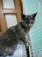 ブリティッシュショートヘア【群馬県・女の子・2017年5月21日・ブルークリーム】の写真1「すっかり大人顔になりました」