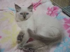 ラグドール【群馬県・男の子・2015年8月10日・ブルーポイントミテッド】の写真2「少年になった」