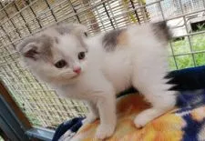 スコティッシュフォールド(折れ耳)【群馬県・女の子・2020年6月6日・ブルートーティ&ホワイト】の写真2「尻尾に注目です」