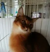 ソマリ【群馬県・男の子・2017年1月22日・ルディ】の写真3「ビビリ君です」