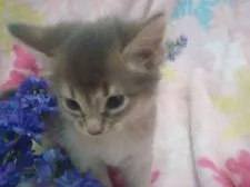 ソマリ【群馬県・男の子・2015年8月13日・ブルー】の写真3「なかなかヤンチャ小僧かも・・・・」