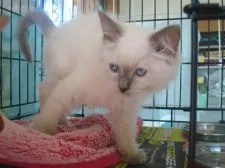 ラグドール【群馬県・男の子・2015年8月10日・ブルーポイントミテッド】の写真3「たまにグレます」