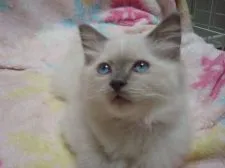 ラグドール【群馬県・男の子・2015年8月10日・ブルーポイントミテッド】の写真4「遊ぶの大好き」