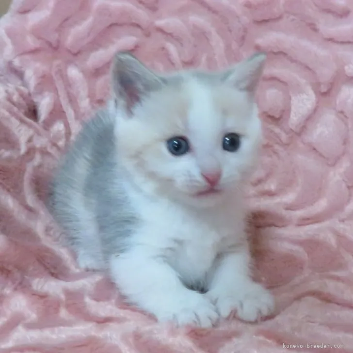 ID:2305-00130の子猫
