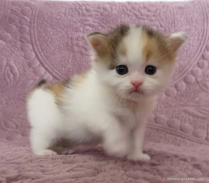 ID：2203-00505の子猫