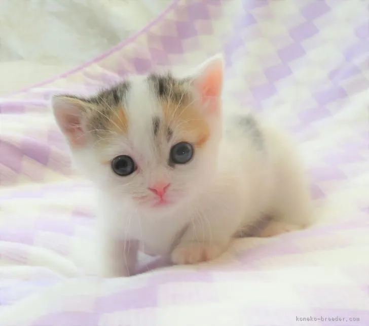 ID:2205-01568の子猫