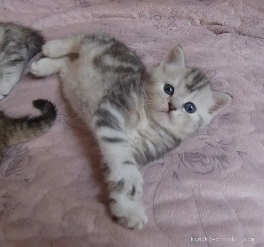 ID:1604-00332の子猫