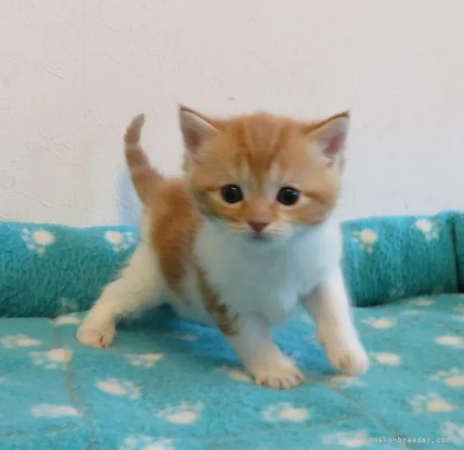 ID:2105-02349の子猫