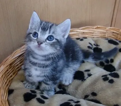 ID：1505-00327の子猫