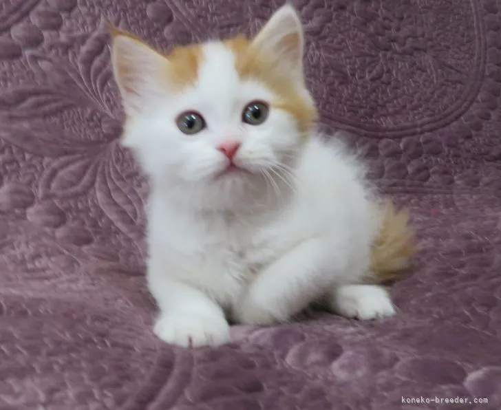 ID：2201-01580の子猫