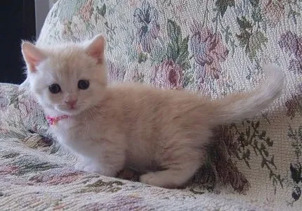 サカモト 様のお迎えした子猫