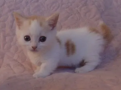 カネコン 様のお迎えした子猫