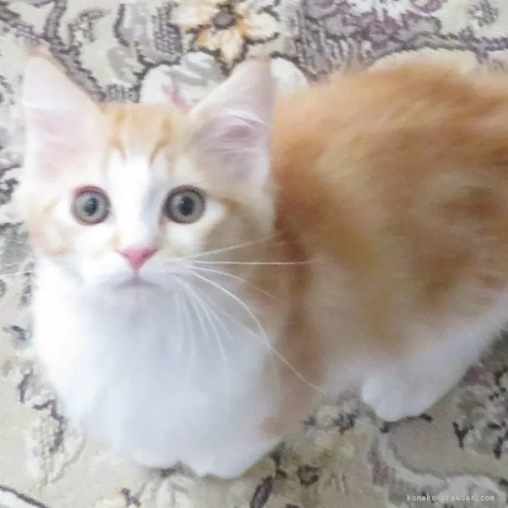 ID：2304-01627の子猫