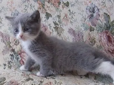 そらとうみ 様のお迎えした子猫